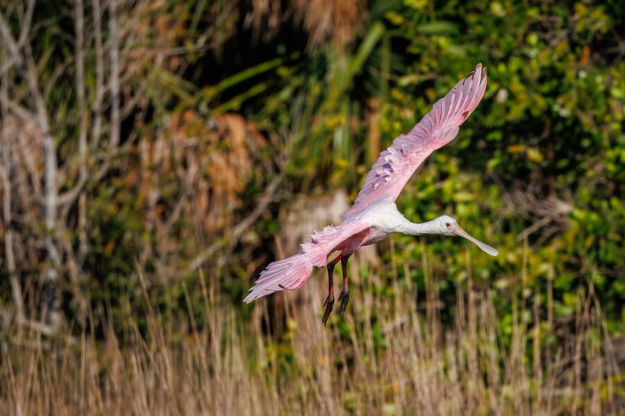 Roseate Spoonbill Banks In From Left