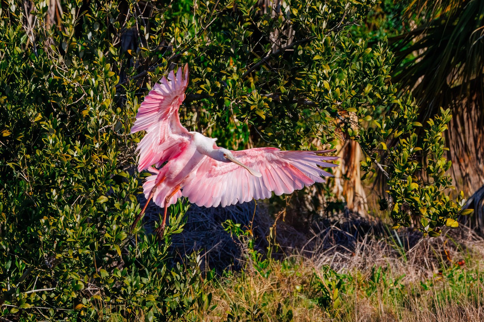 Roseate Spoonbill Braking To Land