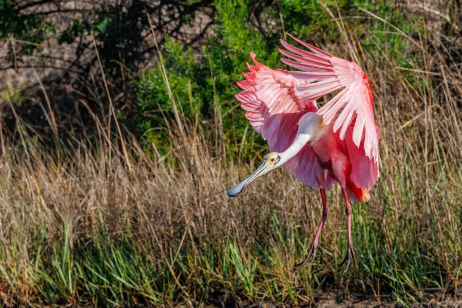 Roseate Spoonbill Comes In For Landing From Right