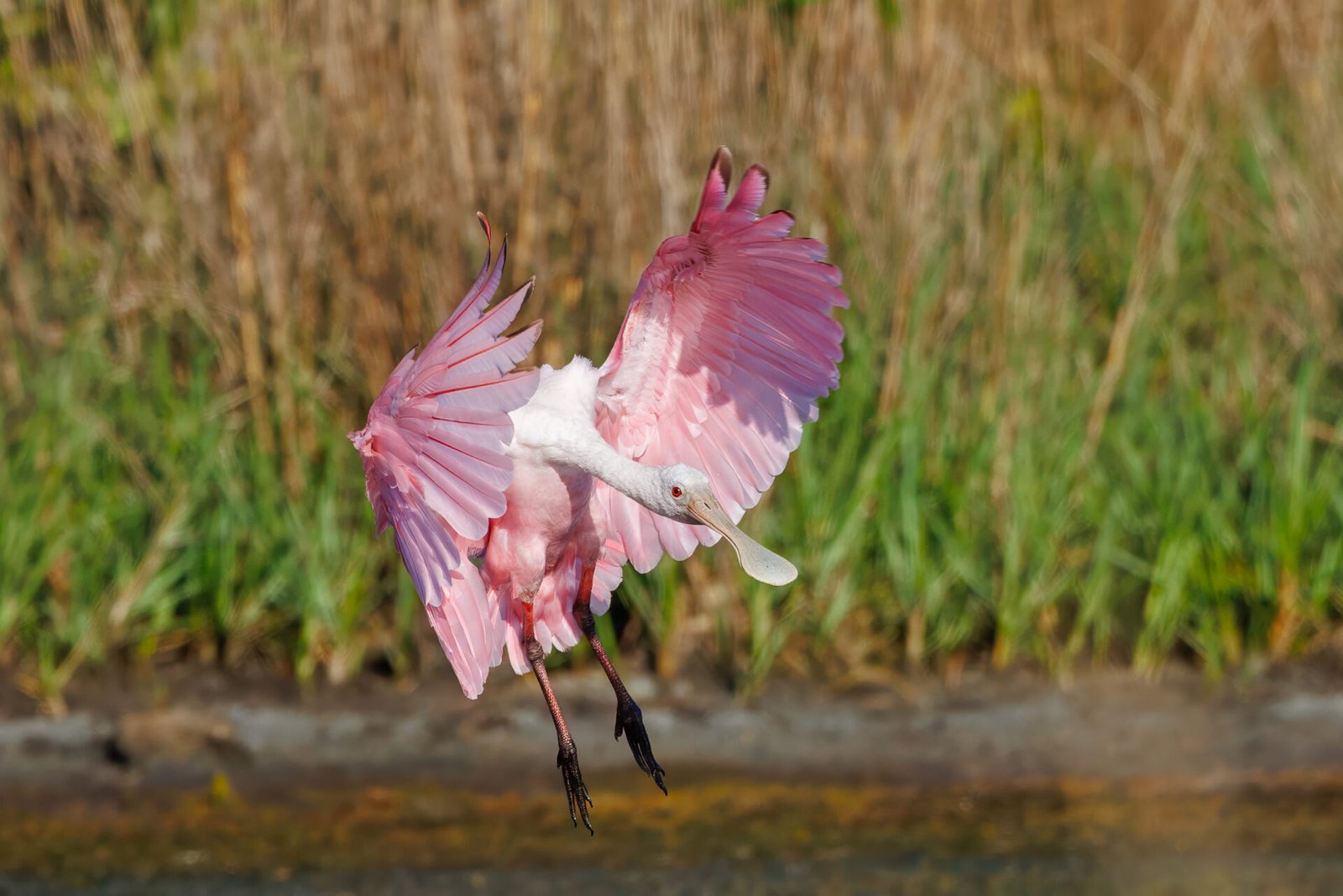 Roseate Spoonbill Feet Reach For Water As It Lands