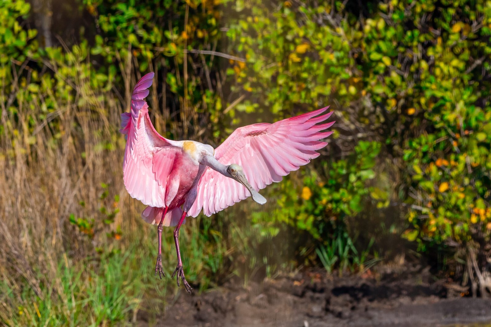 Roseate Spoonbill Slowing Down To Land