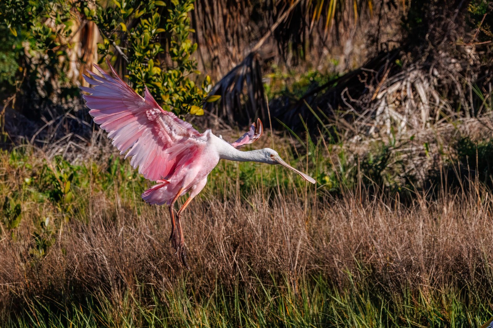 Roseate Spoonbill Stretches Its Wings To Land