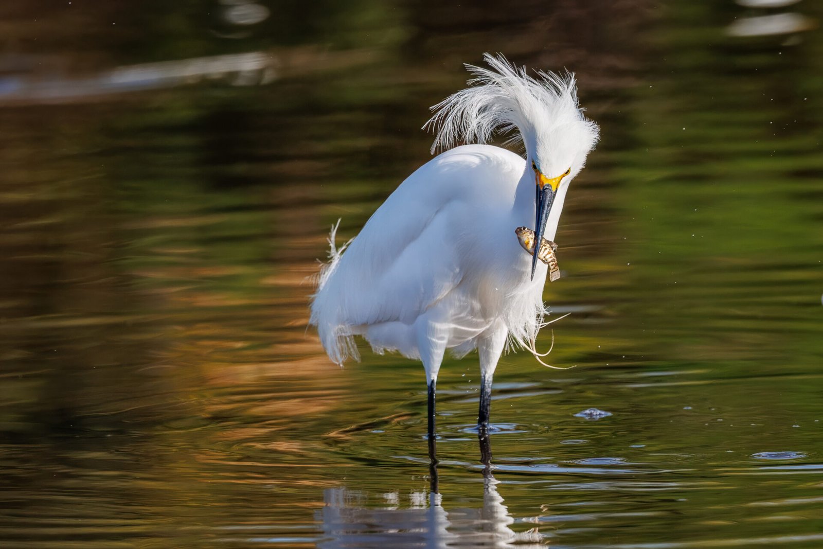 Snowy Egret Catches Another Small Fish