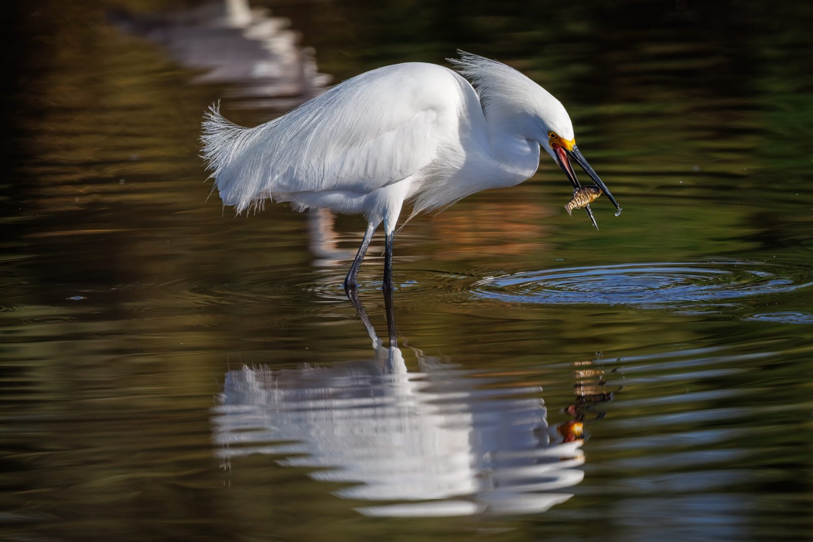 Snowy Egret Catches Small Fish