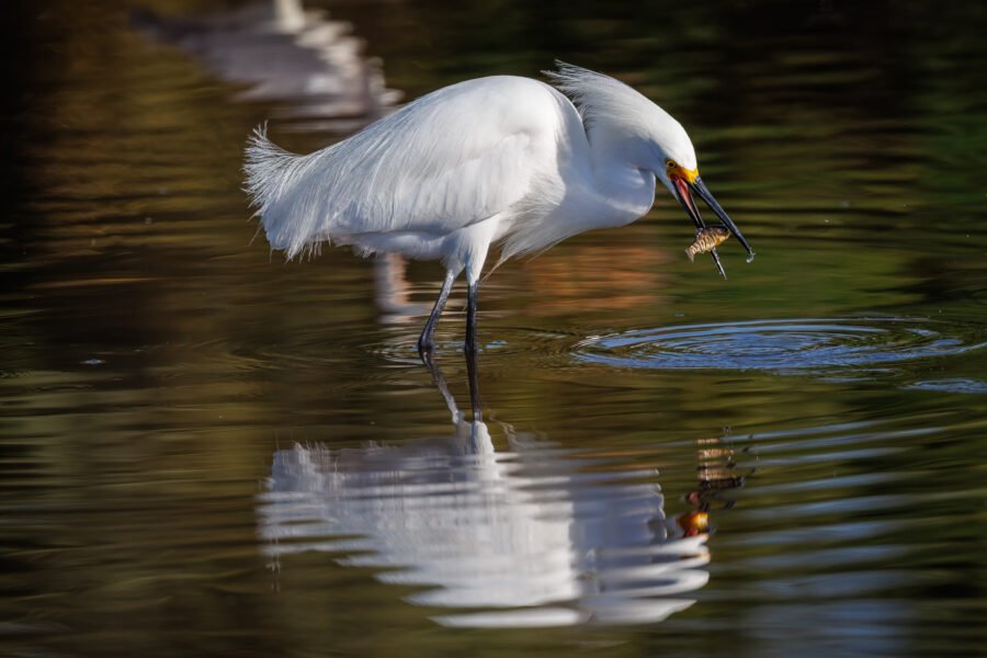 Snowy Egret Catches Small Fish