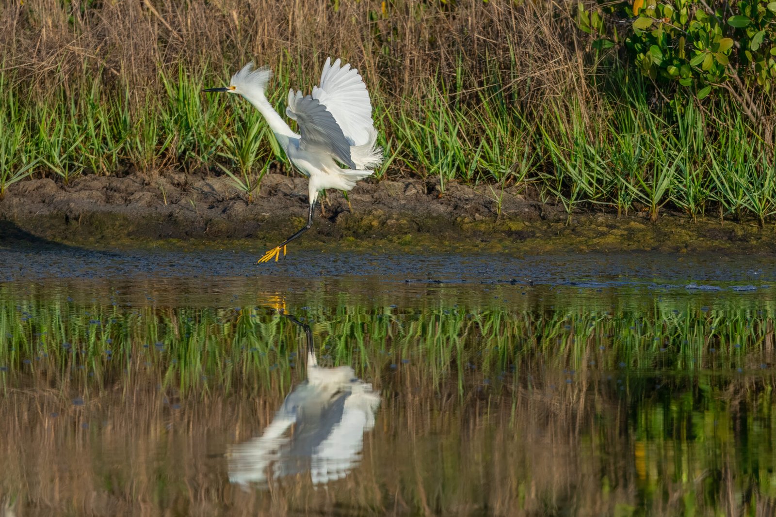Snowy Egret Comes In For A Landing