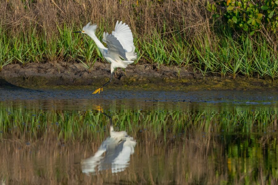 Snowy Egret Comes In For A Landing