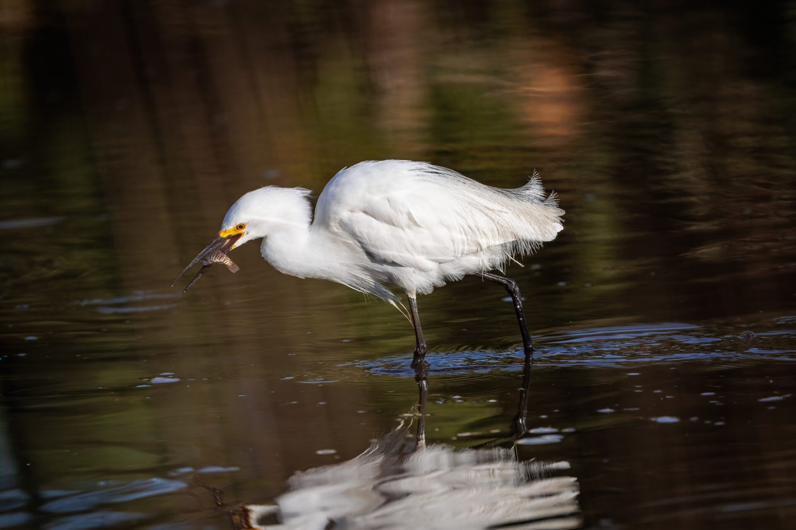 Snowy Egret Grabs Small Fish