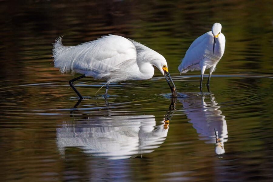 Snowy Egret Grabs Small Fish With Another Watching