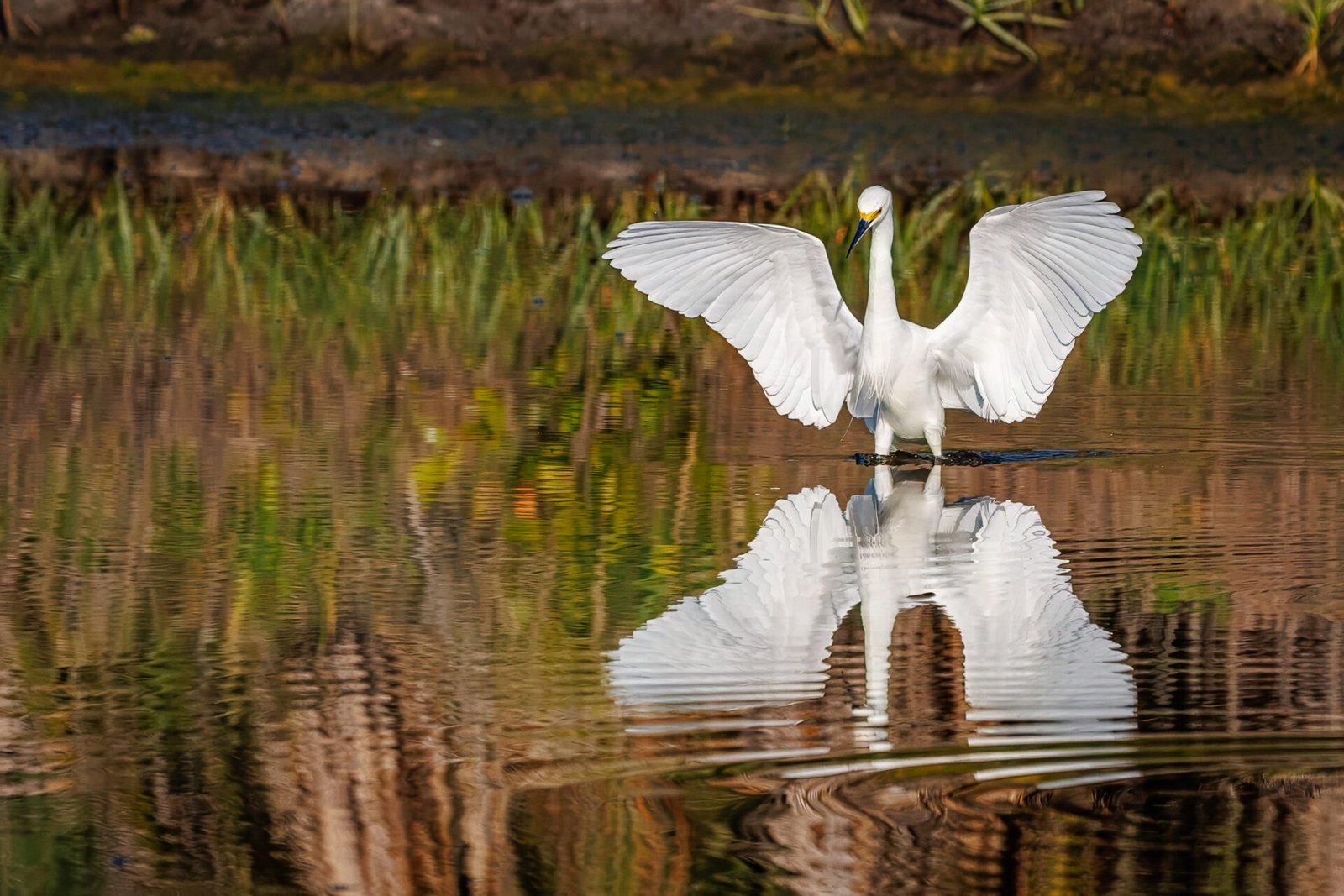 Snowy Egret In Angel Pose