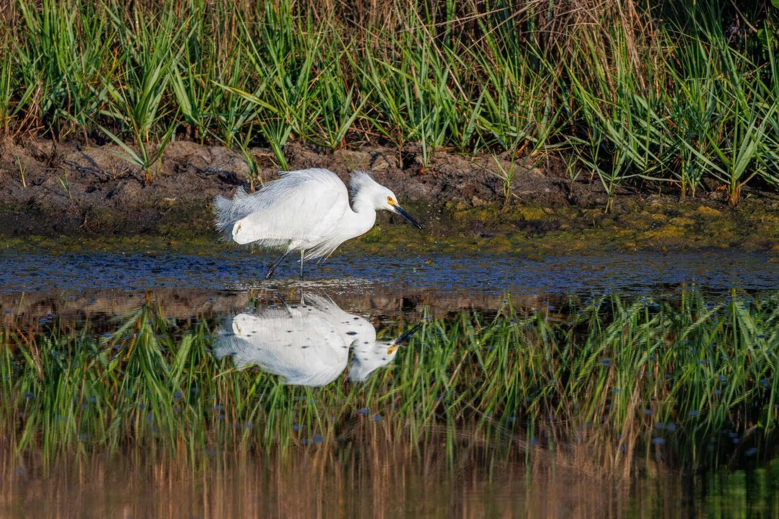 Snowy Egret Misses Small Fish