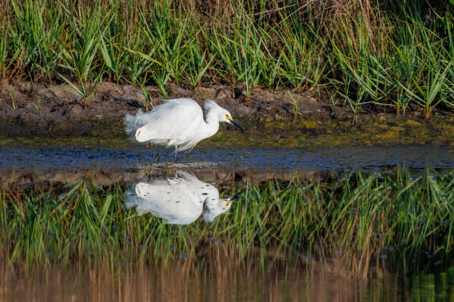 Snowy Egret Misses Small Fish