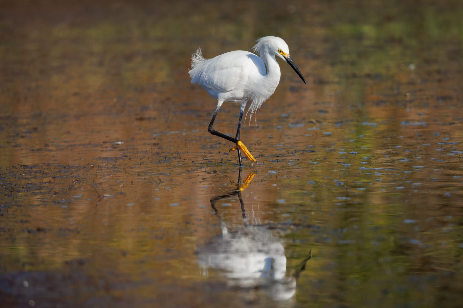 Snowy Egret Wades Through Water Looking For Fish