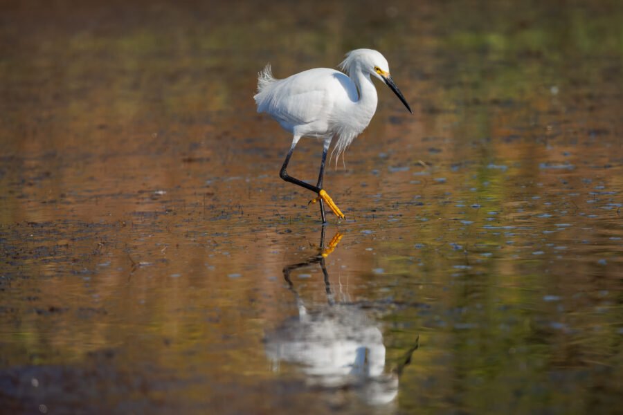 Snowy Egret Wades Through Water Looking For Fish
