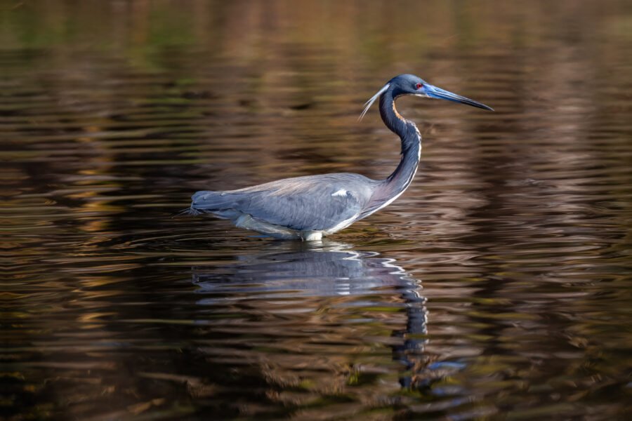 Tri Colored Heron In Breeding Colors Walking Through Water