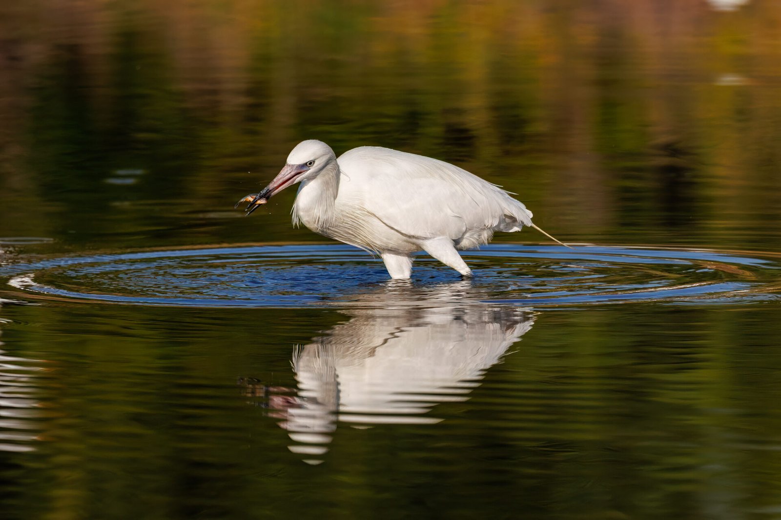 White Morph Reddish Egret Catches Small Fish