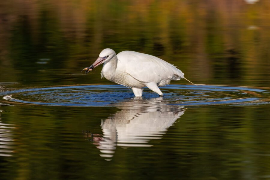 White Morph Reddish Egret Catches Small Fish