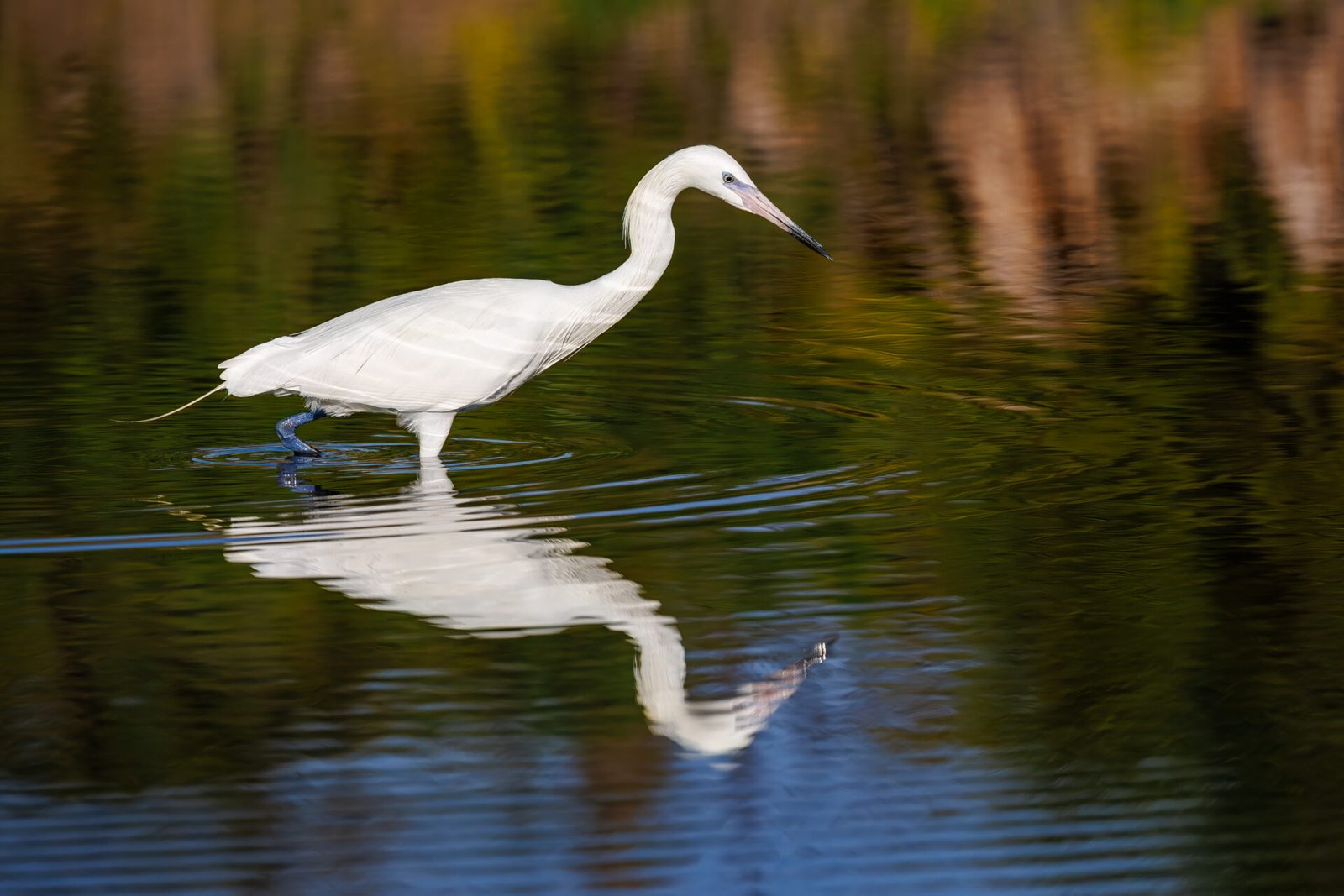 White Morph Reddish Egret Looks Into Water For Small Fish