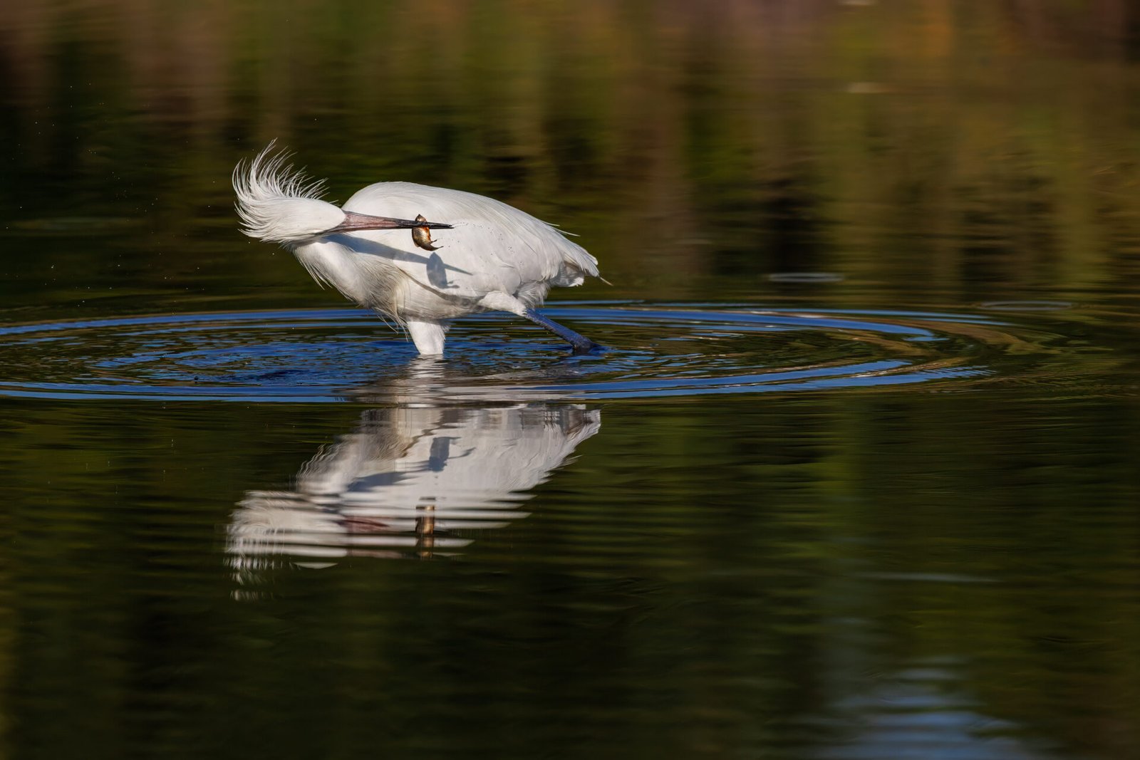 White Morph Reddish Egret Shakes Small Fish