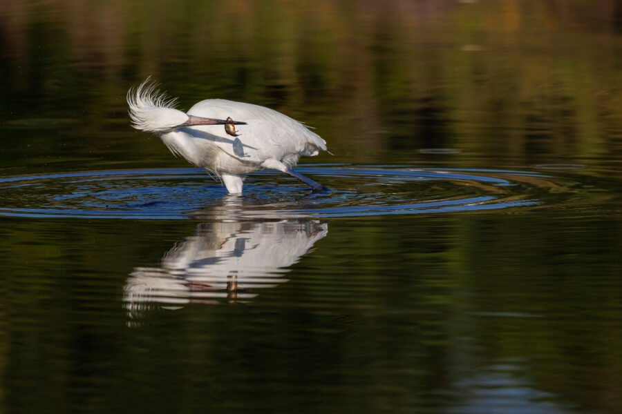 White Morph Reddish Egret Shakes Small Fish