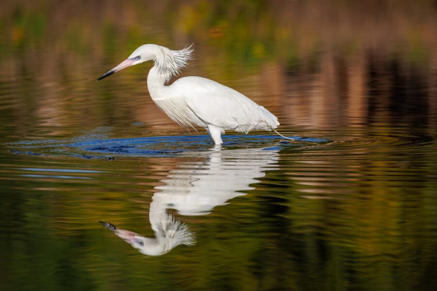 White Morph Reddish Egret Spots Small Fish
