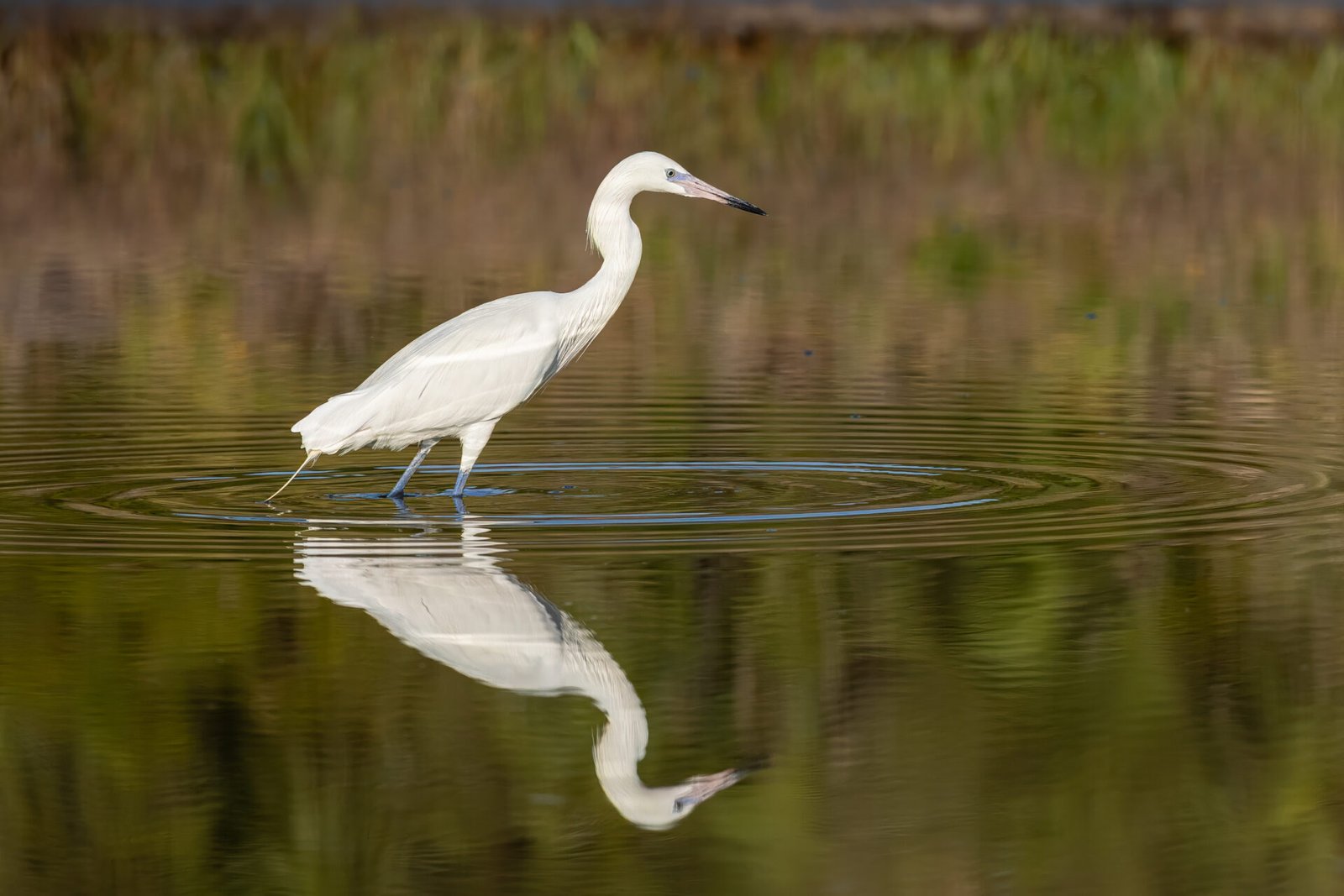 White Morph Reddish Egret Wades Through Water Looking For Fish