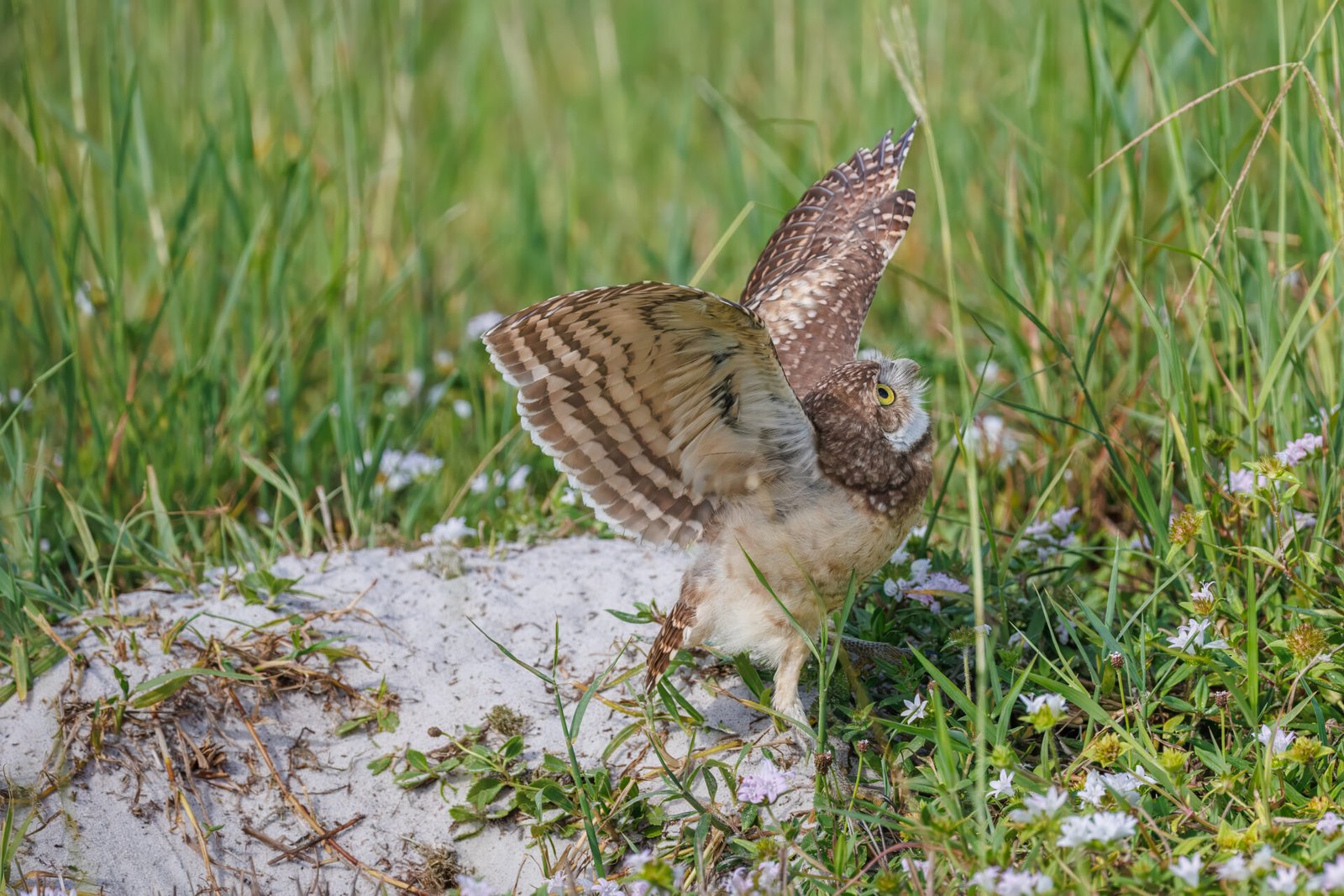 Burrowing Owl About To Jump Up To Perch