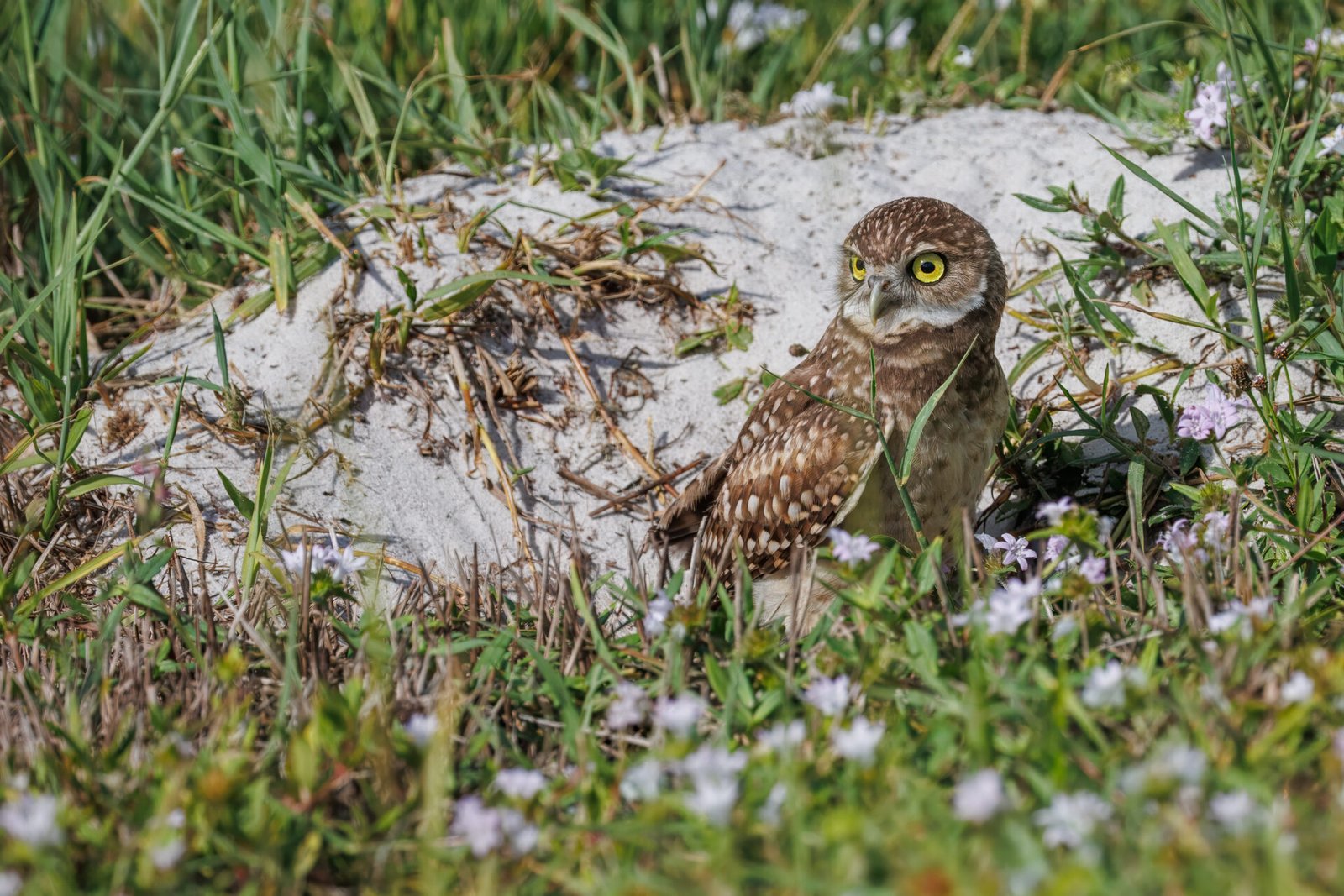 Burrowing Owl Looking Back From Outside Den