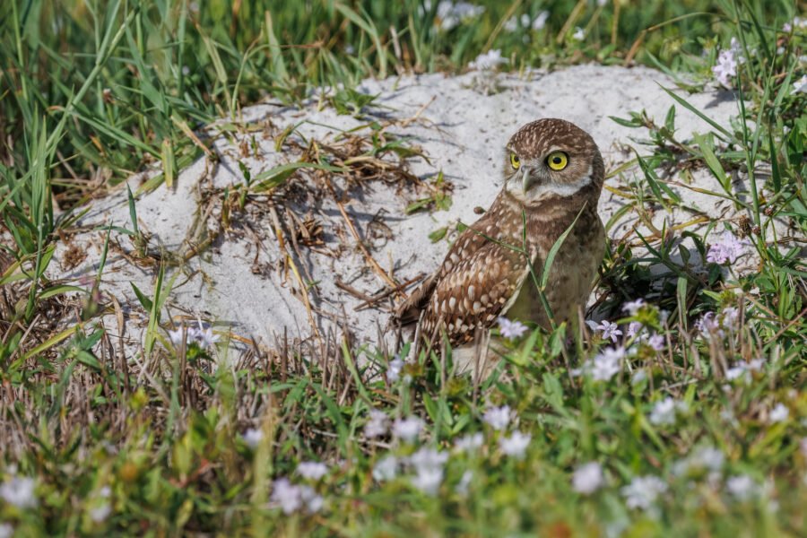 Burrowing Owl Looking Back From Outside Den