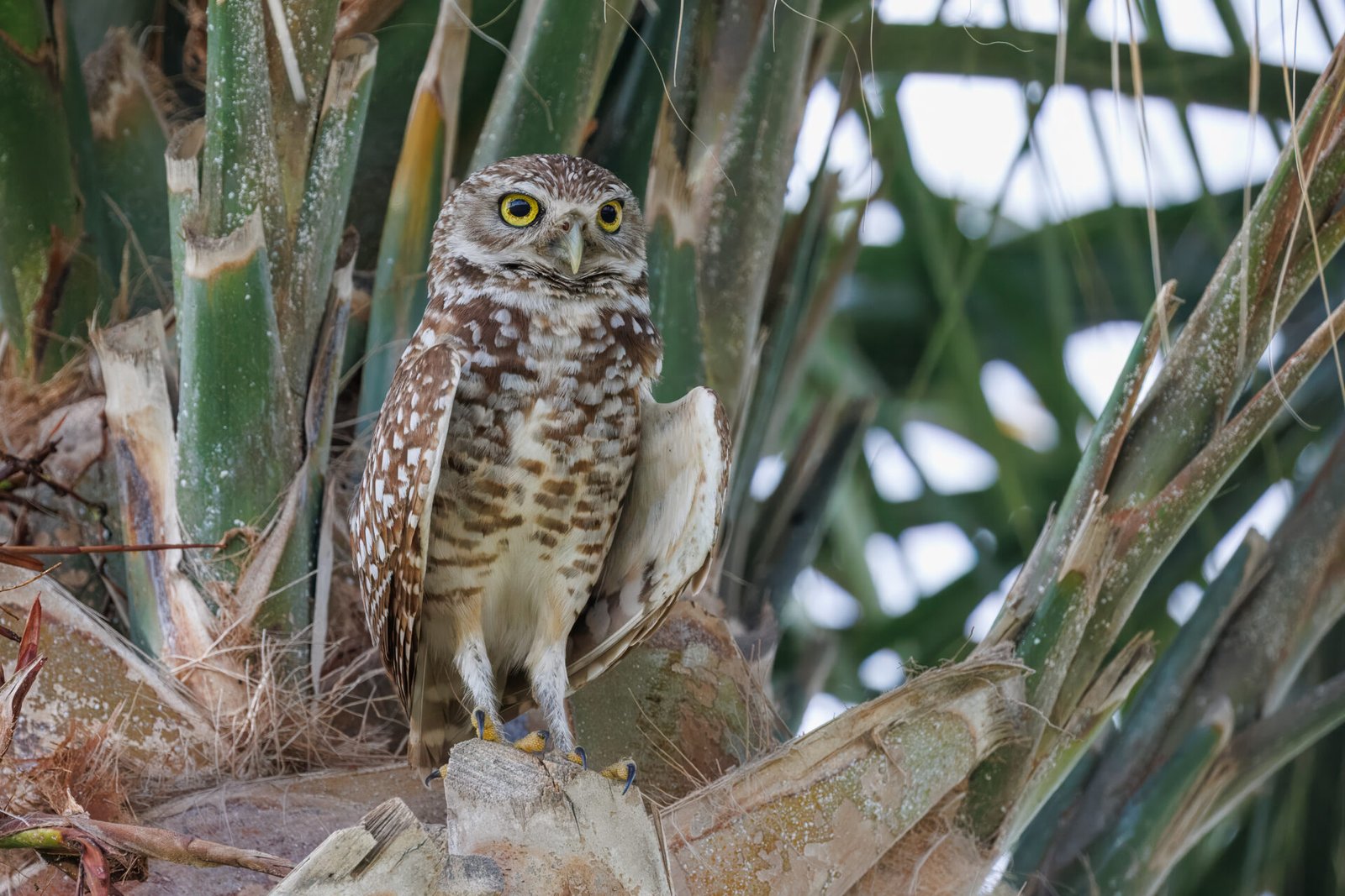 Burrowing Owl Perched In Palm Tree