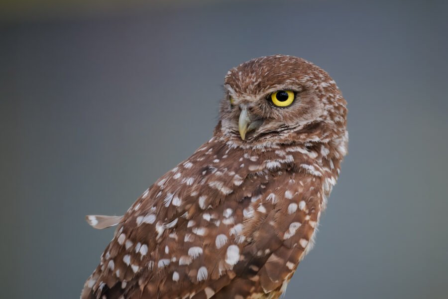 Burrowing Owl Portrait Looking Back