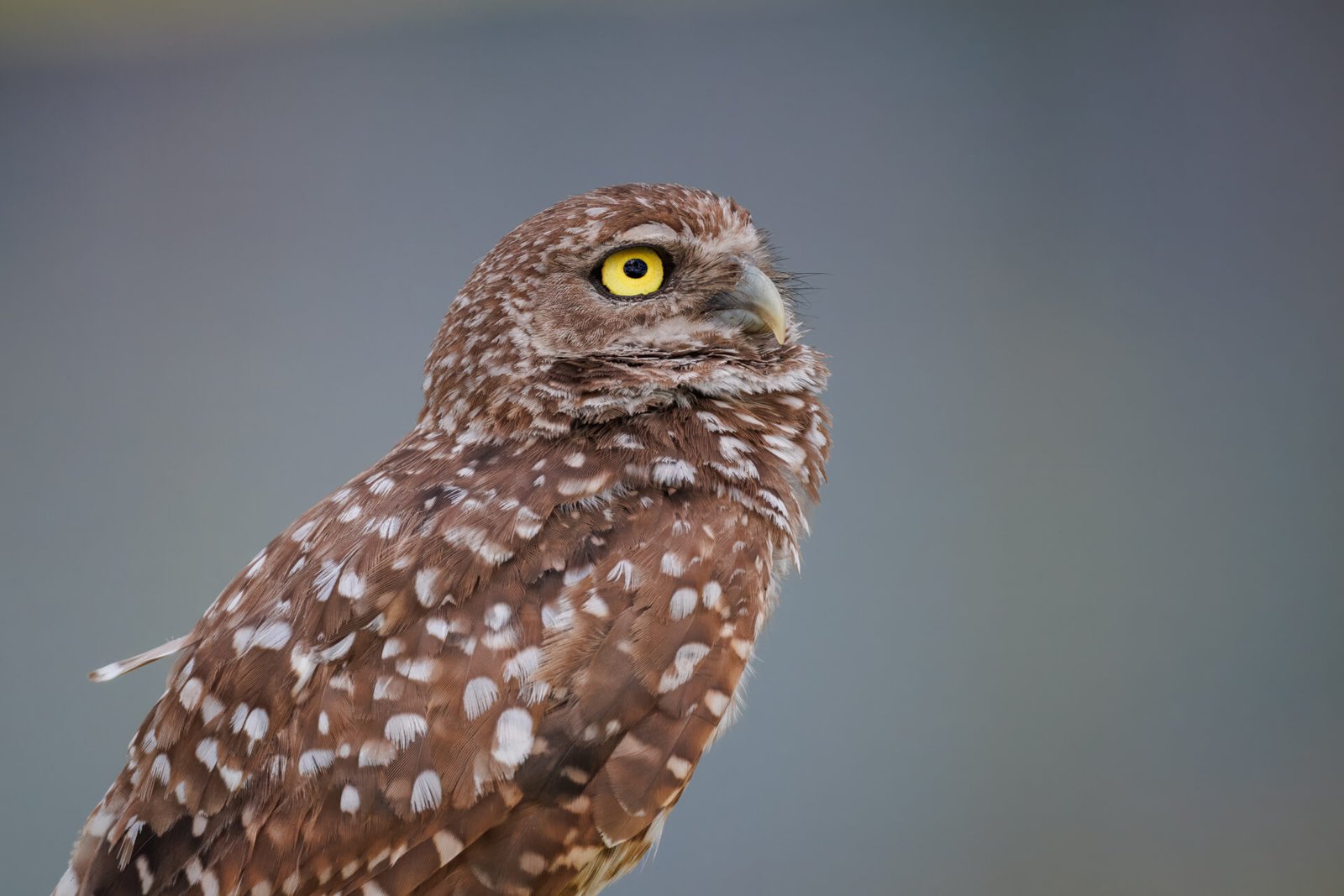 Burrowing Owl Portrait Looking Up