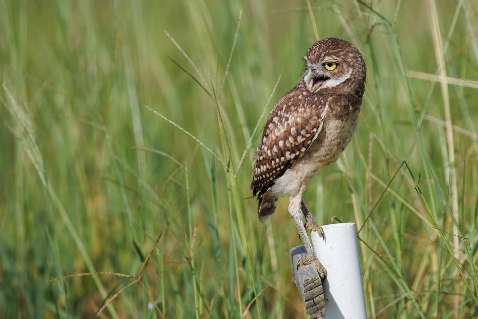 Burrowing Owl Scolding From Post