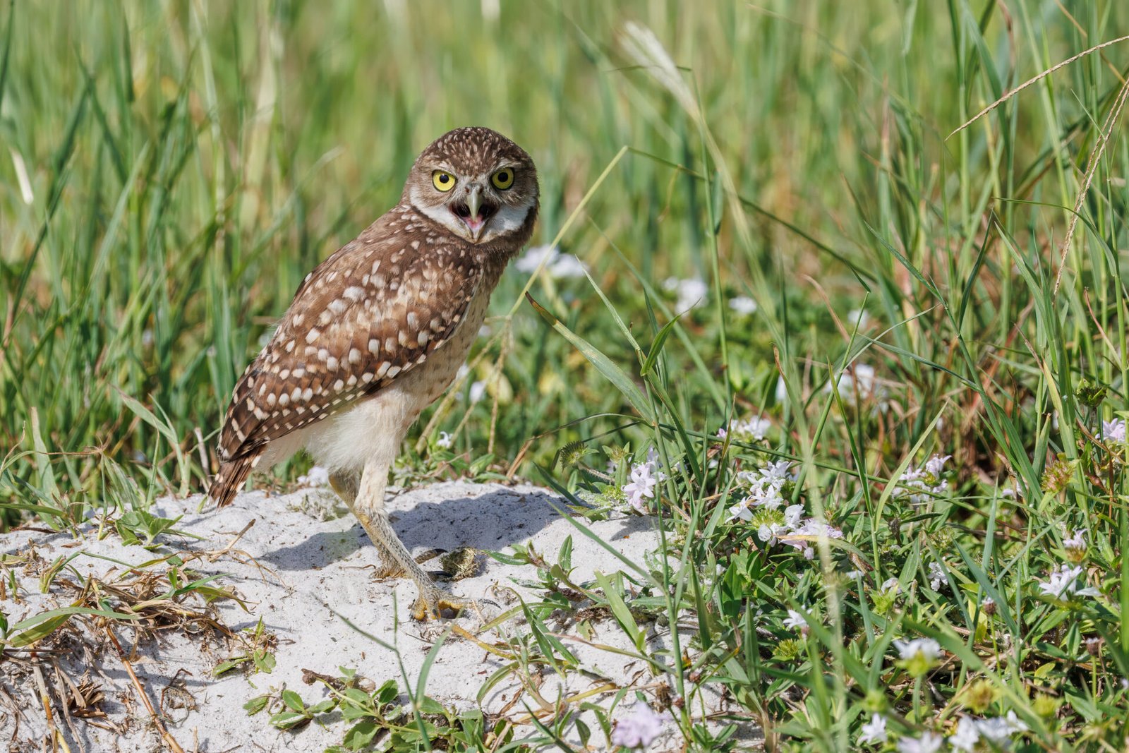 Burrowing Owl Scolding Outside Den