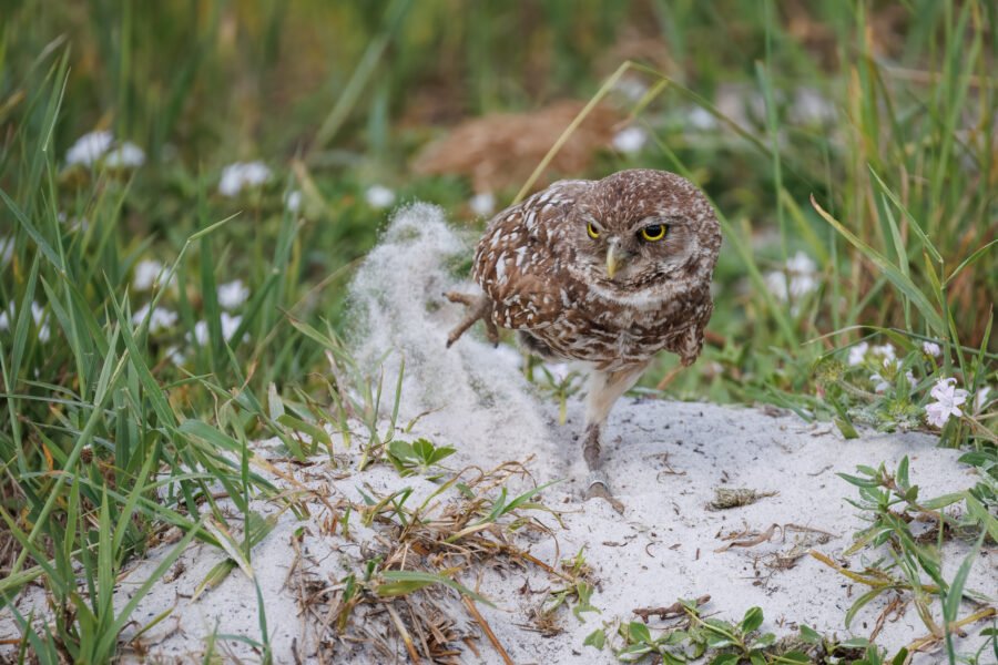 Burrowing Owl Scratching Sand Outside Den