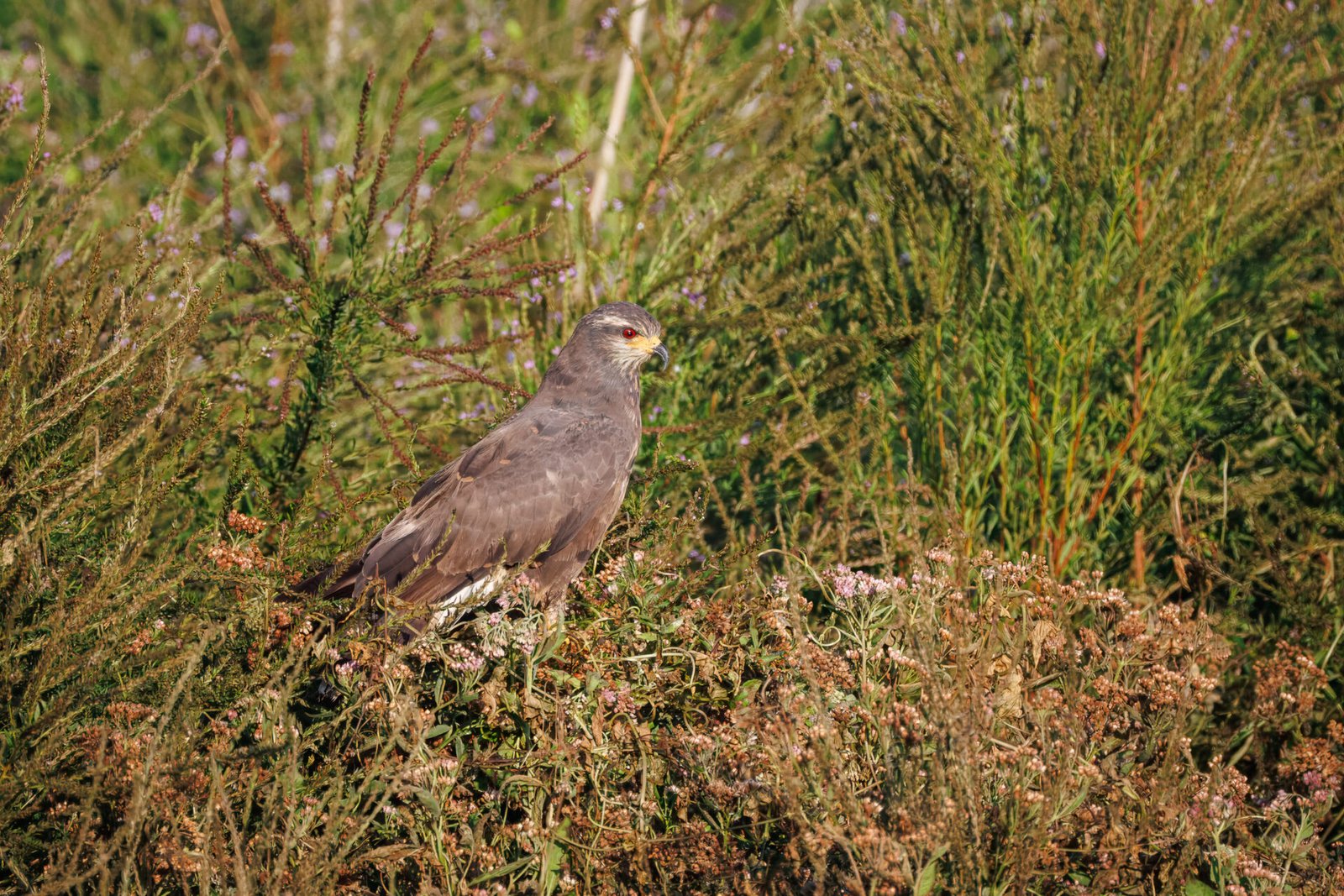 Female Snail Kite Looking Around From Top Of Weeds With Purple Flowers