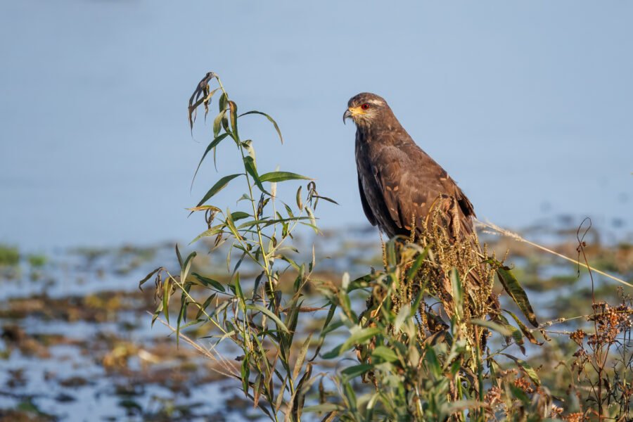 Female Snail Kite Resting On Top Of Reeds