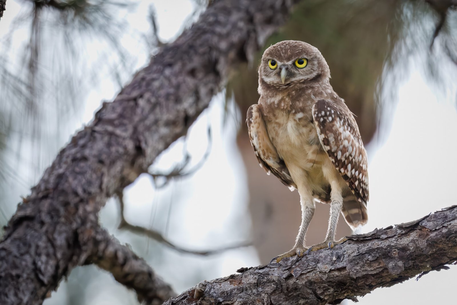 Juvenile Burrowing Owl Perched In Tree
