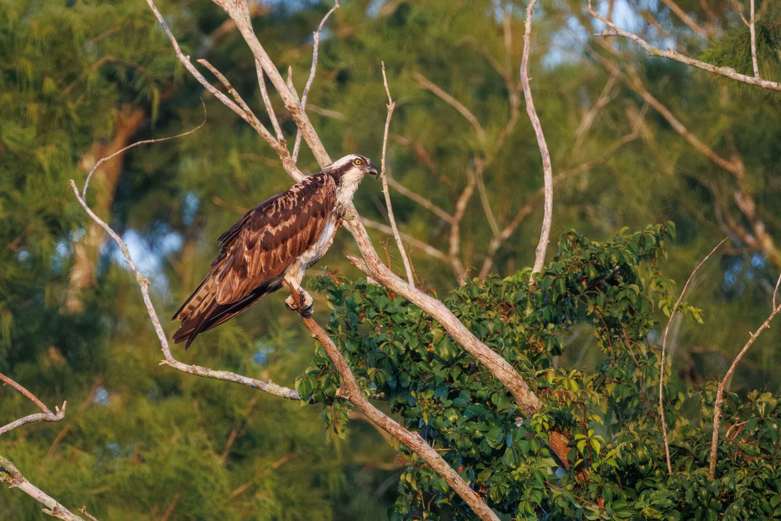 Osprey On Resting On Branch In Morning Sun