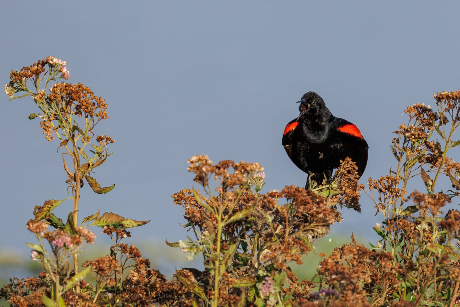 Red Winged Blackbird Male With Wings Flared Calling Out