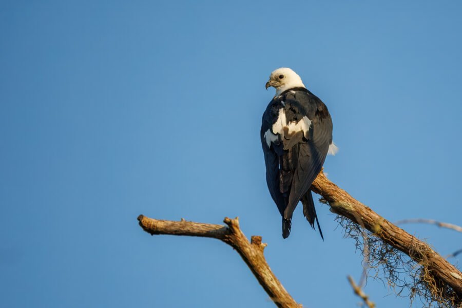 Swallow Tailed Kite Looking Back Perched On End Of Branch