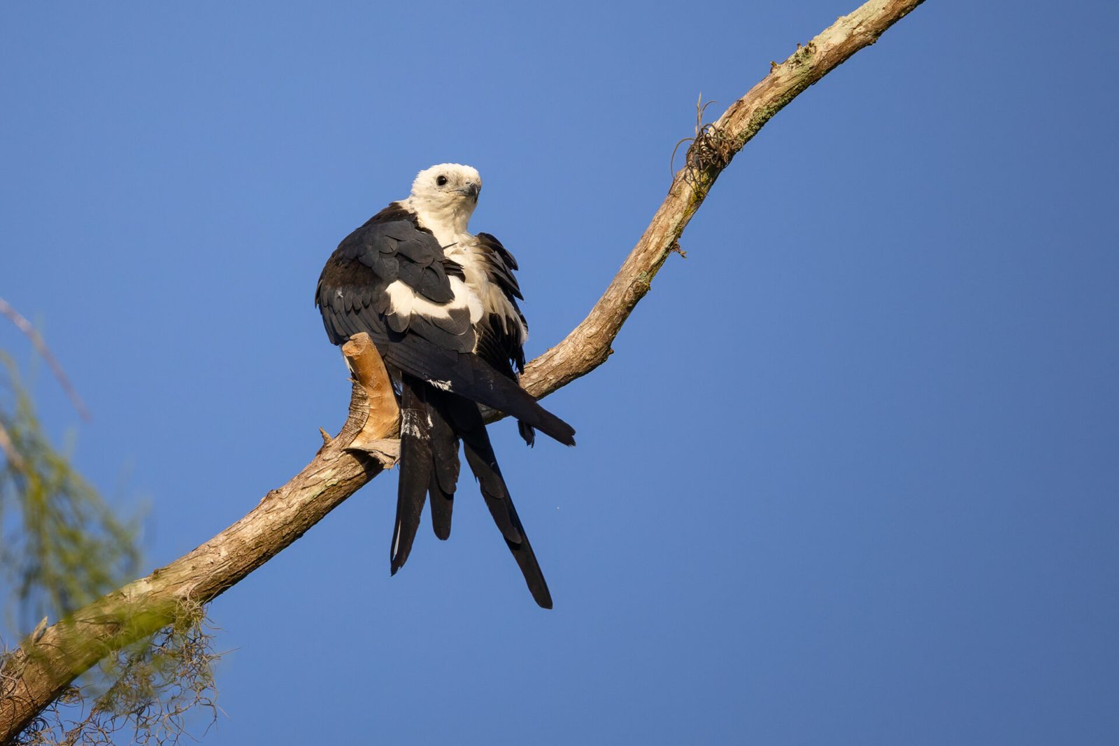 Swallow Tailed Kite Looking Back While Preening