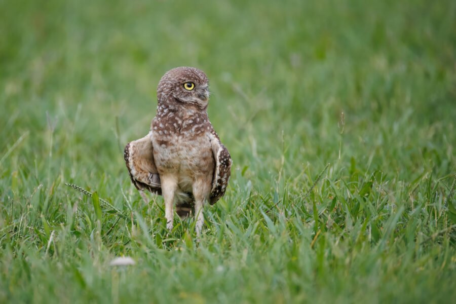 Young Burrowing Owl Looking Around