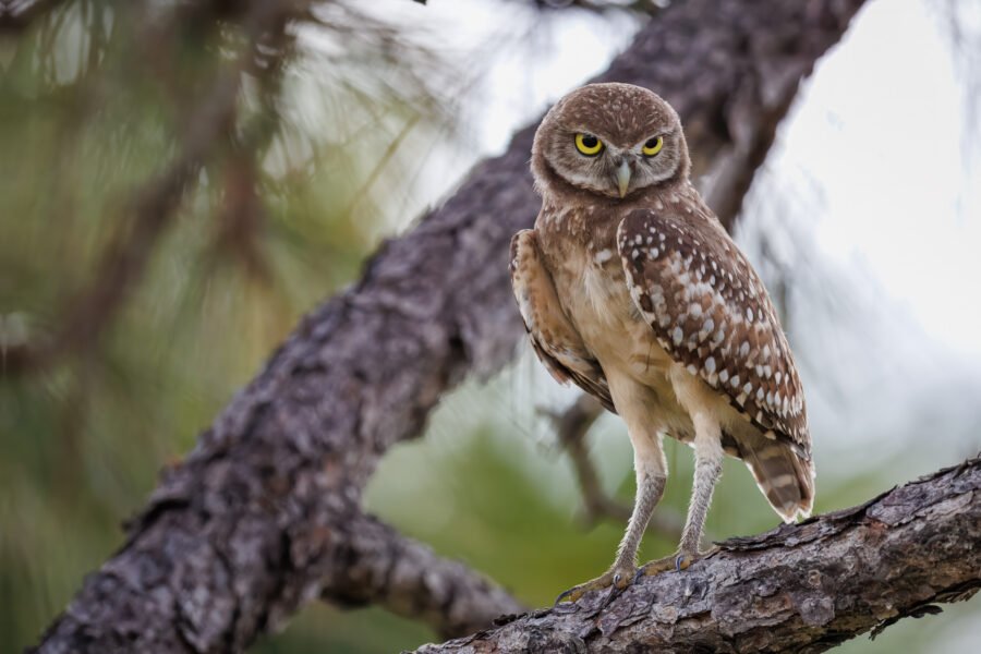 Young Burrowing Owl Looking Down From Tree