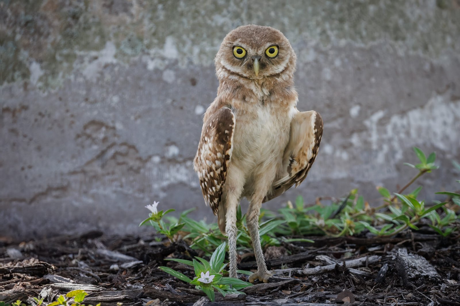 Young Burrowing Owl Standing Next To Tree