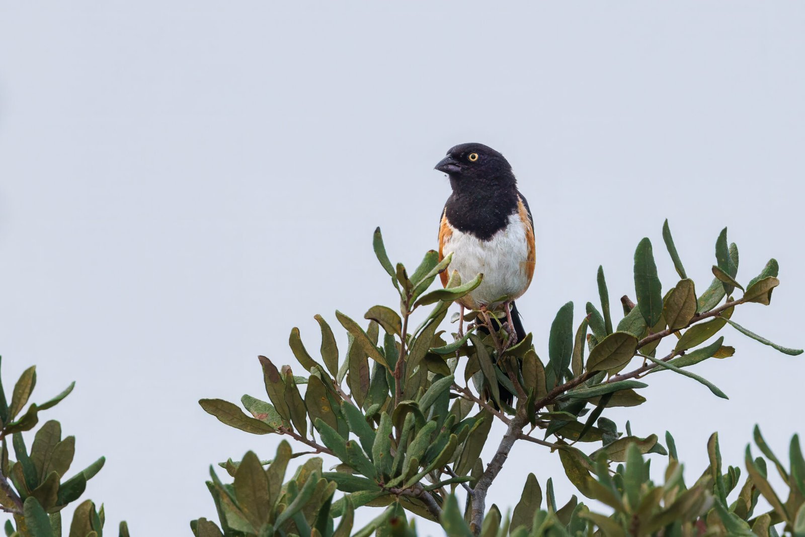 Eastern Towhee Perched On Top Of Oak Tree