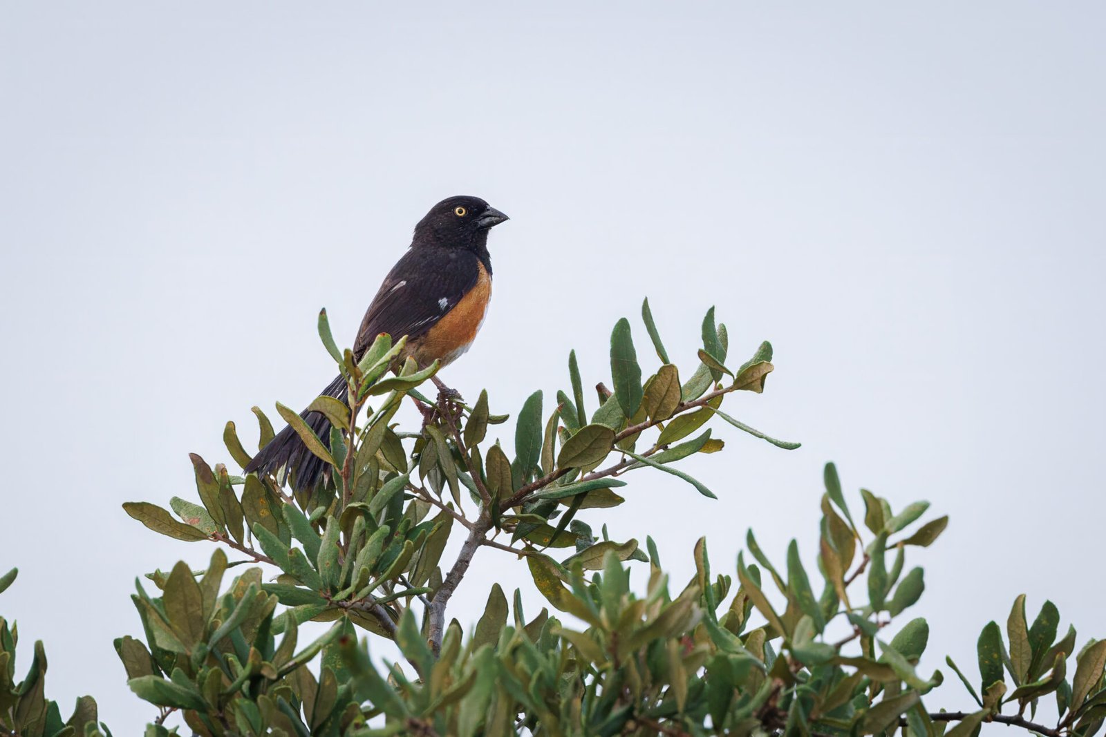 Eastern Towhee Resting In Oak Tree