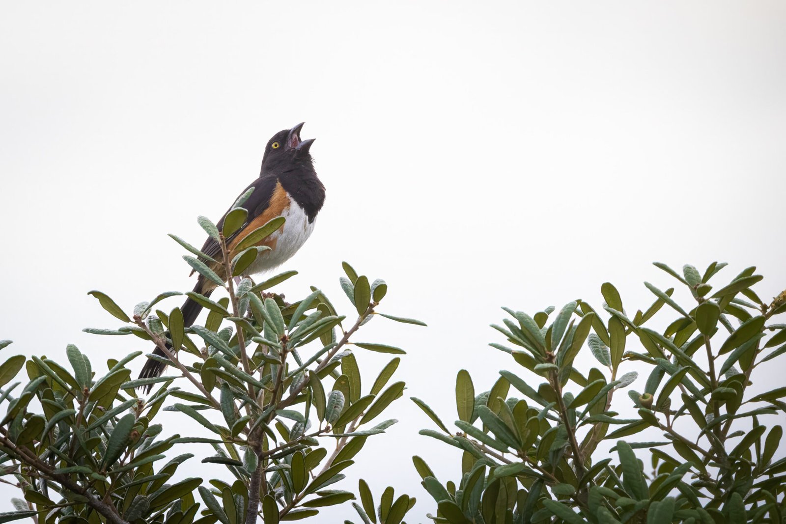 Eastern Towhee Singing In Oak Tree