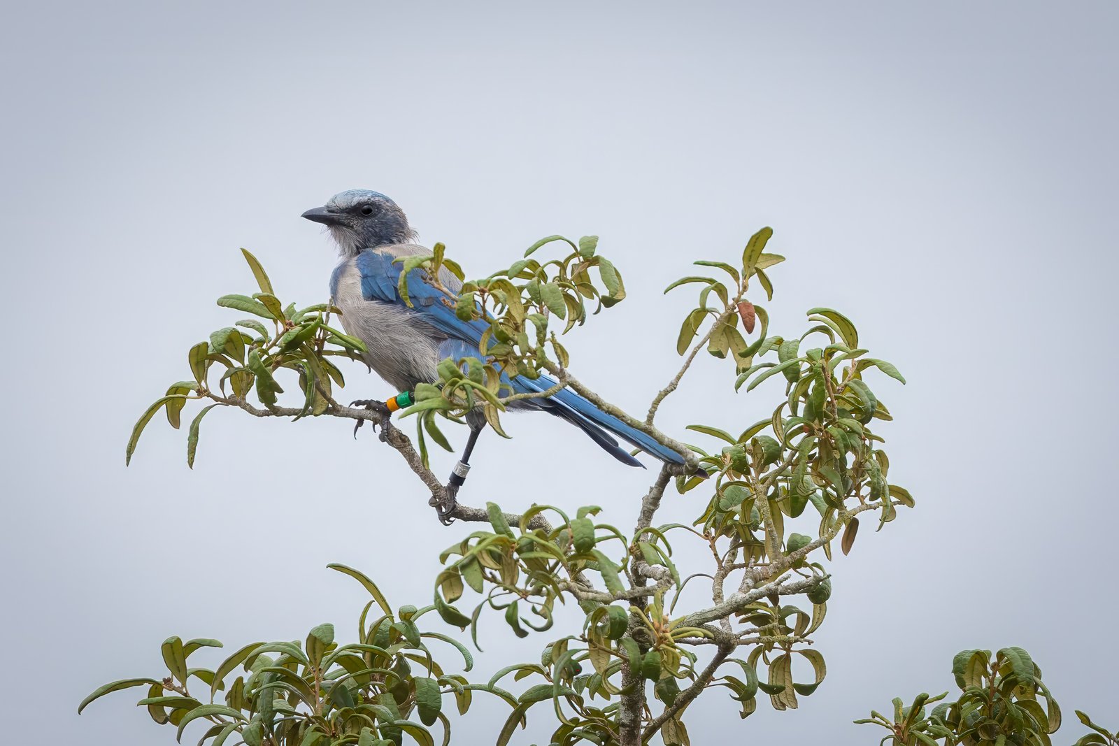 New Home For a Threatened Species