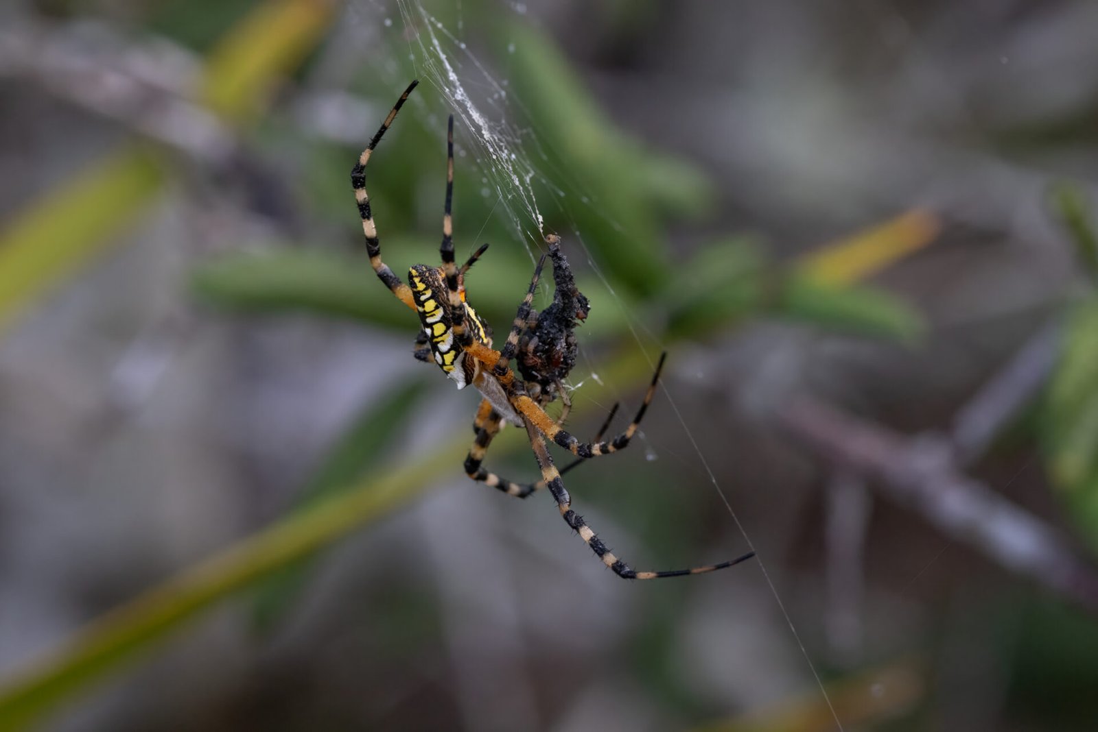 Female Writing Spider Enjoying Meal